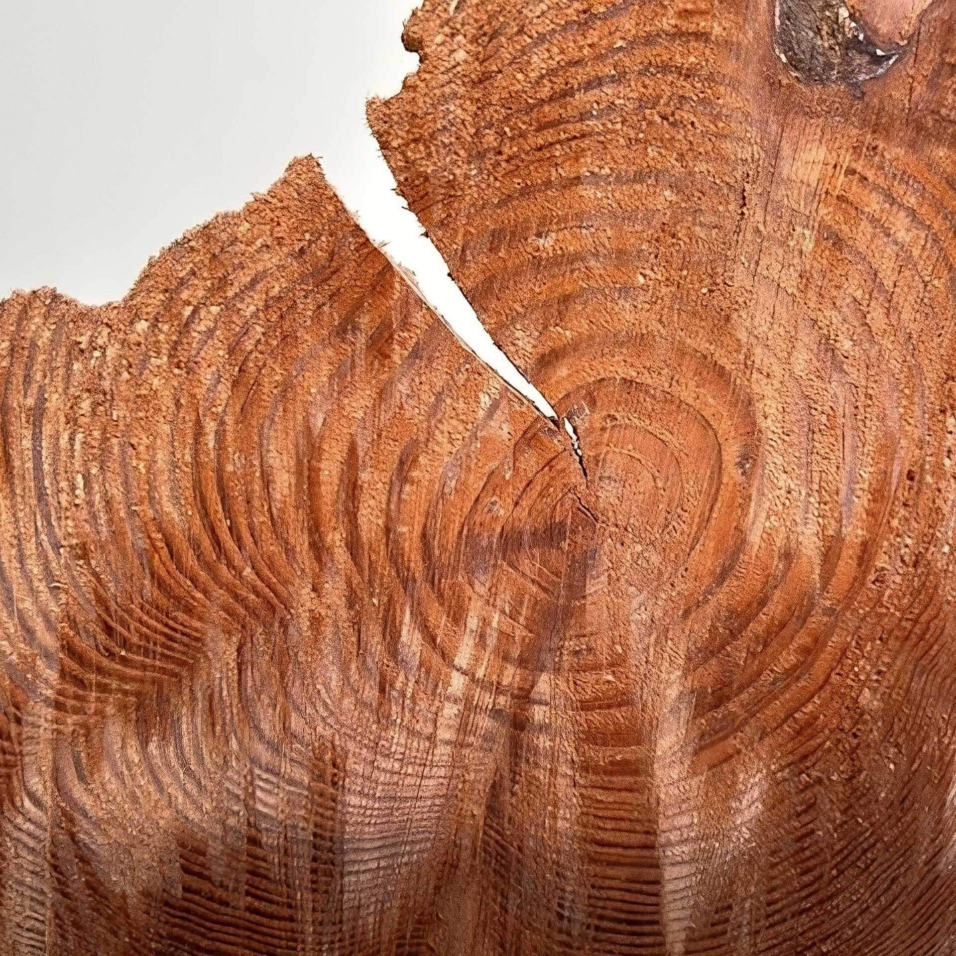 Close up of inside a tree focusing on the details of the rings.